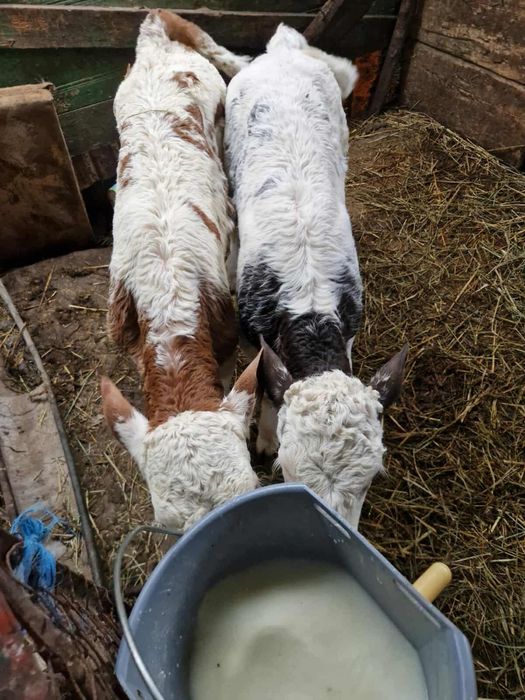 vand 2 vitei belgieni