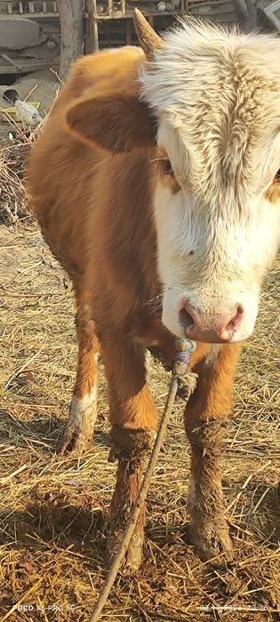 Õkitcha boqiladigan