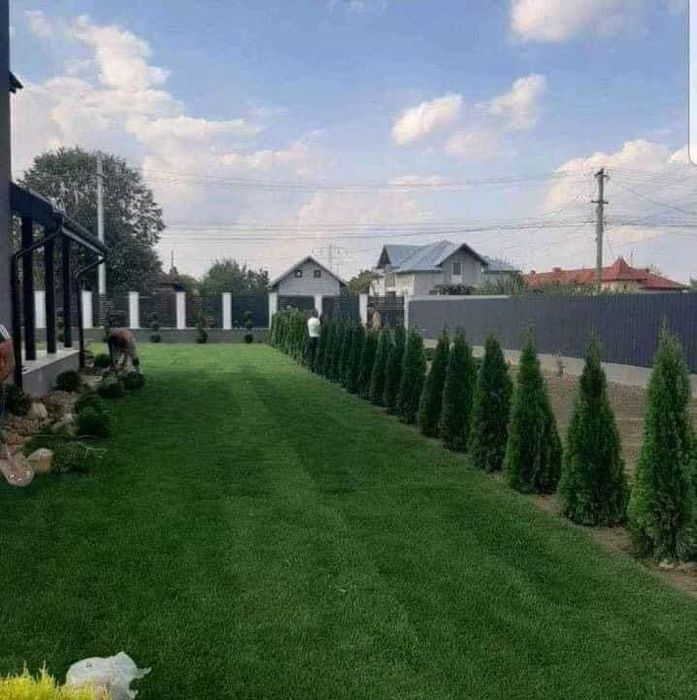 Vând tuia thuja smaragd diferite dimensiuni
