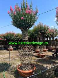 Plante ornamentale, decorative flori, maslin pon pon, spirale