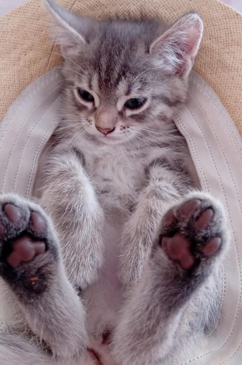 Отдаю котят,в хорошие руки!!!