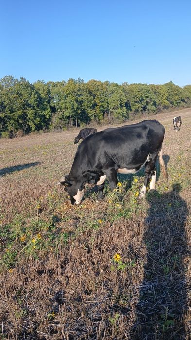 Продават се 15 броя от 300 кг до 600кг мъжки телета