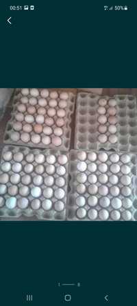 Яйца домашние от домашних кур