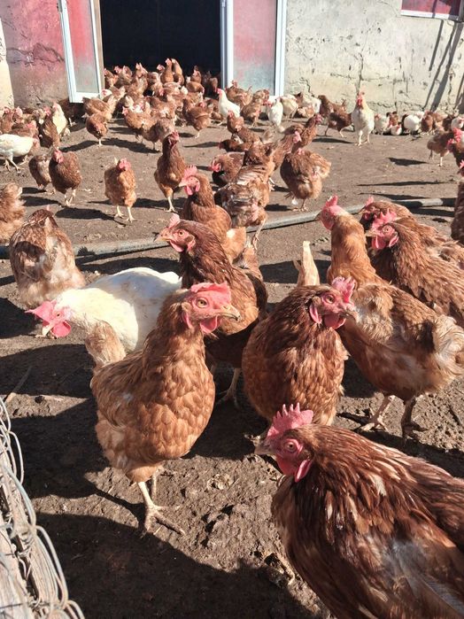 Продавам кокошки носачки ломан браун