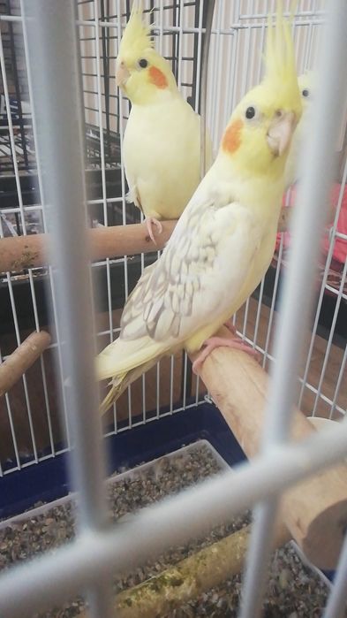 Papagali nimfe frumoase