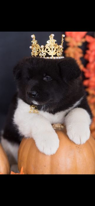 Продам Щенков Американской Акиты