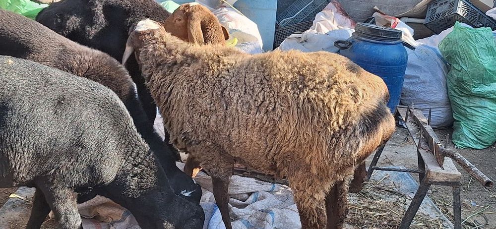 Arashan zotdor qòchqorlari