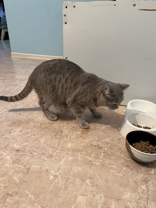 Отдам бесплатно кошку и котят бесплатно