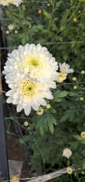 Vand crizanteme zembla