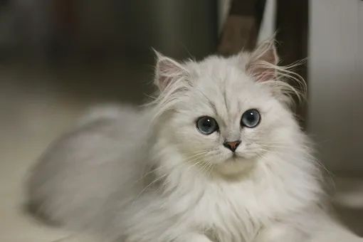 Мышық, кошка, ақ мышық