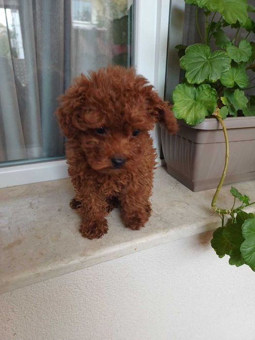 Продавам женски Мини Пудел