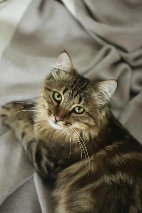 Молодой котик ищет дом!