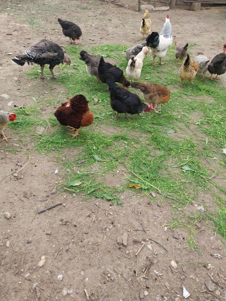Vand gaini de casa rasa mixta