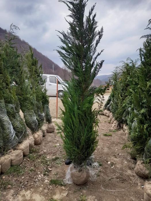 Tuia Leylandy de la 1 la 3 m