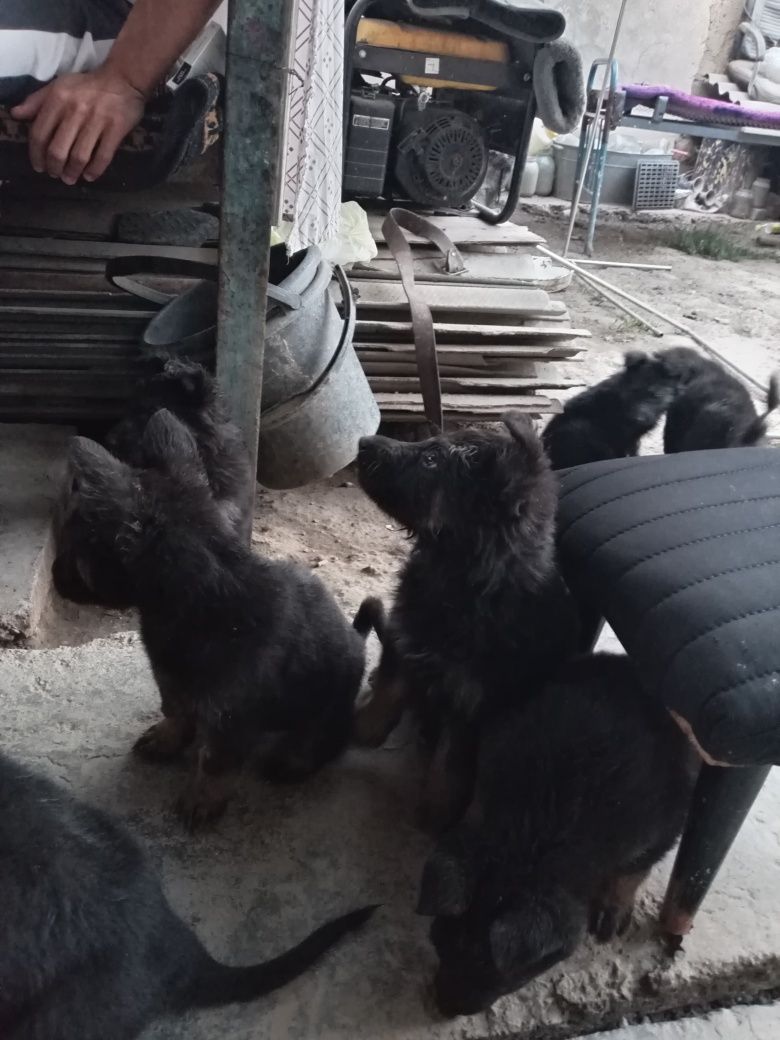 Готовятся к продаже