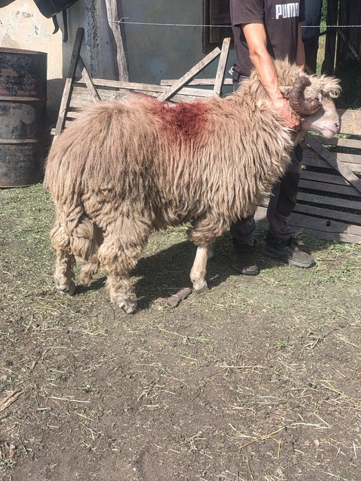 de vânzare  de 5 ani