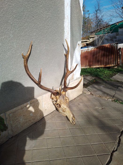 Трофей от благороден елен