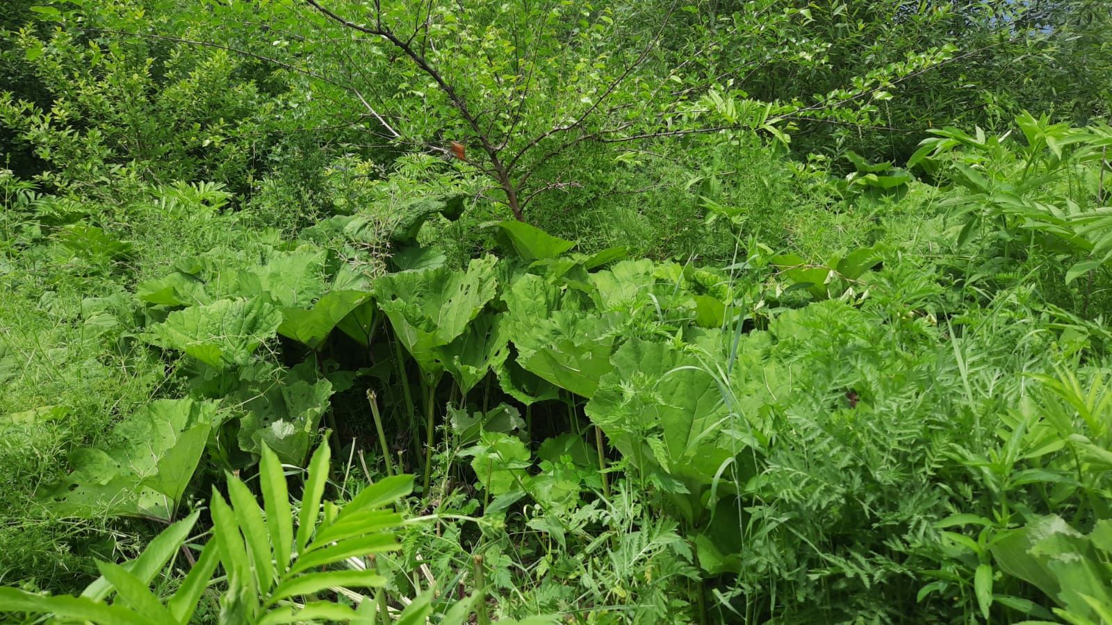 Vand rădăcini de brusture