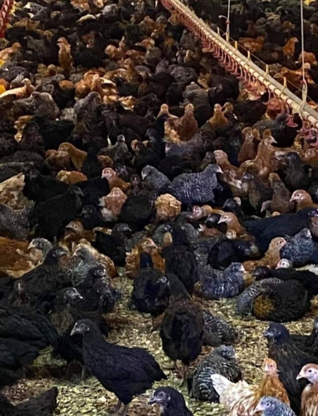 Pui alb de carne și Pui rasă mixtă