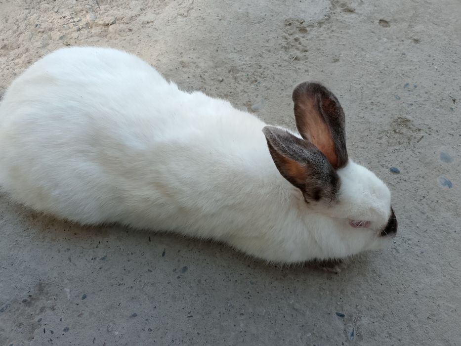 Kaliforniya zotli quyon