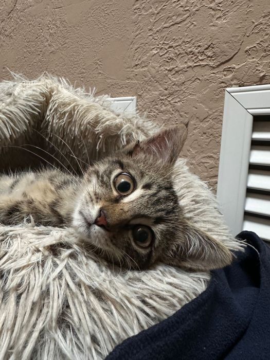 Отдам котенка(мальчик)