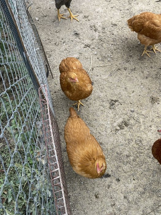 Pasari de rasa. Australorp, Plymouth Galben, Brahma