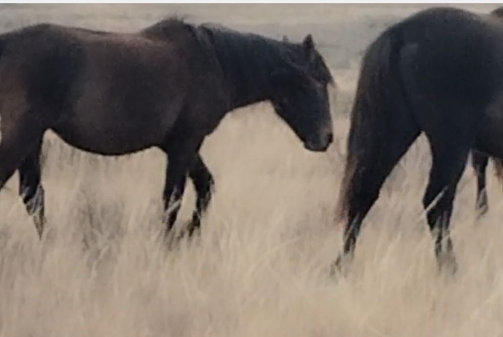 Байтал сатылады.