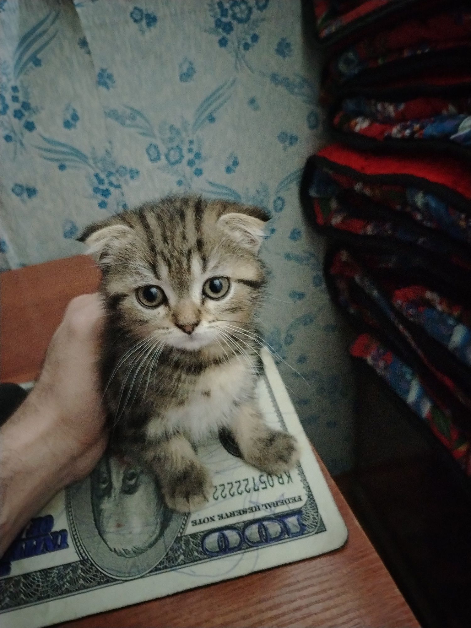 Шотландский веслоухий котёнок