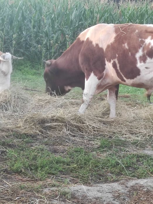 Taur de 4 ani aprox.700 kg