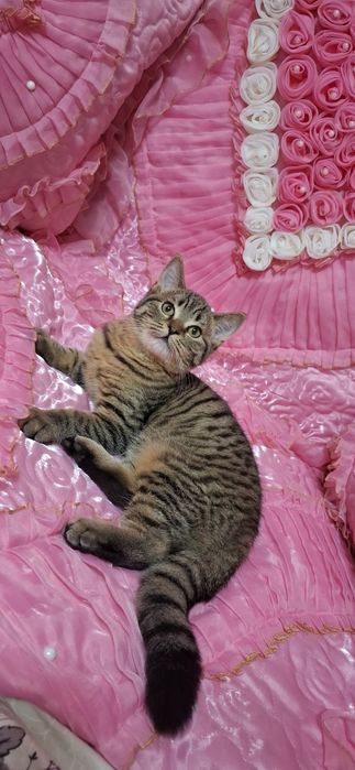 Продаю шотландского котика