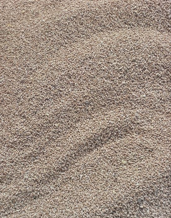 Vand Grau Recolta 2025