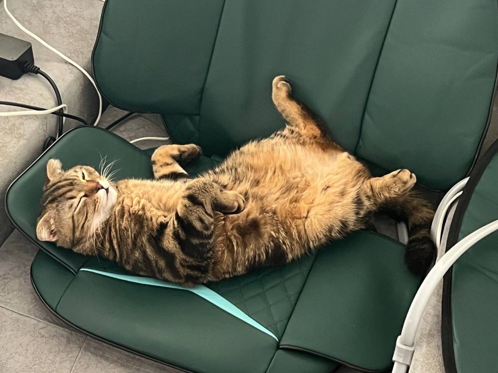 Шотландский вислоухий кот
