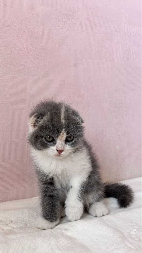 Шотландские котята