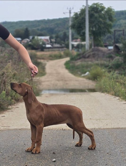 Catelusa Rhodesian ridgeback