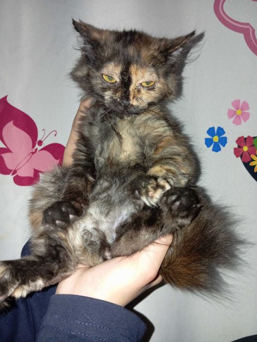Котята 2 отдются в хорошие руки!