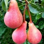 Pomi Fructiferi deosebiti  par mirandino rosso