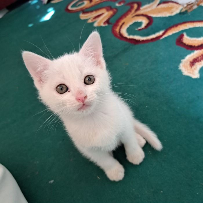 Котята от кошки страйт