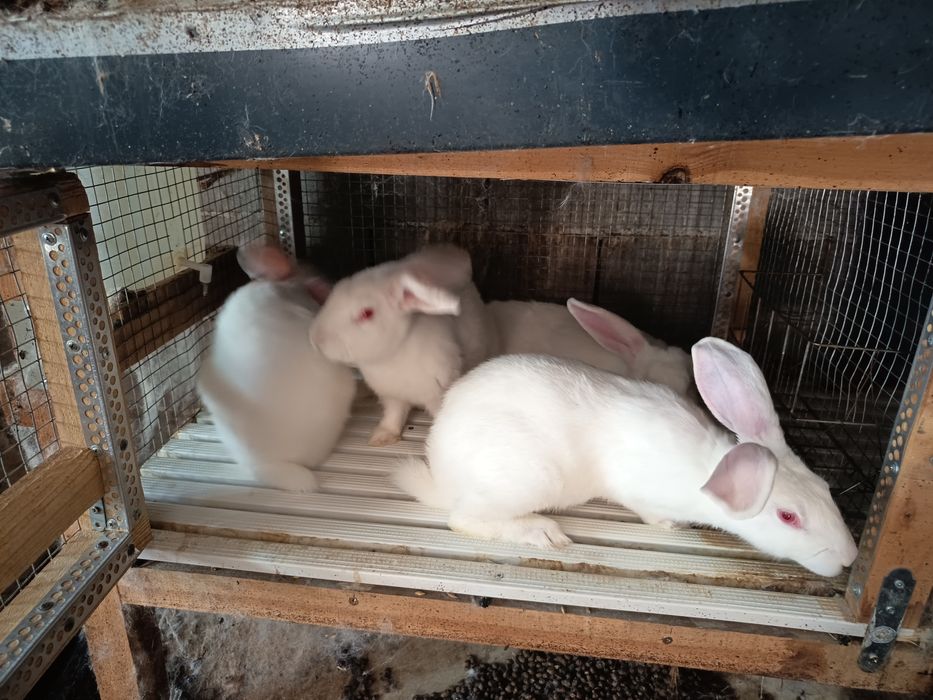 Предлагам зайци за разплод и