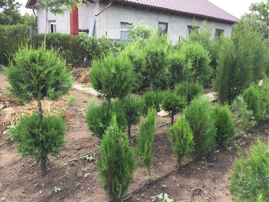 Gazon samanta rulou irigare lumini Amenajari peisagistica