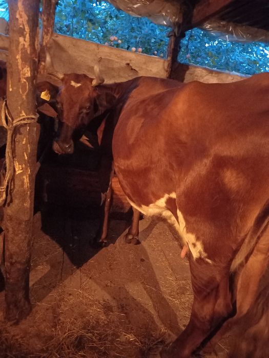 Продам корову дойную.