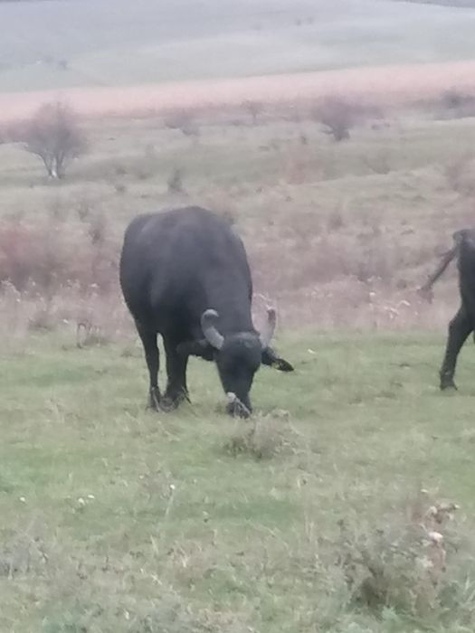 vând bivoli mari și mici