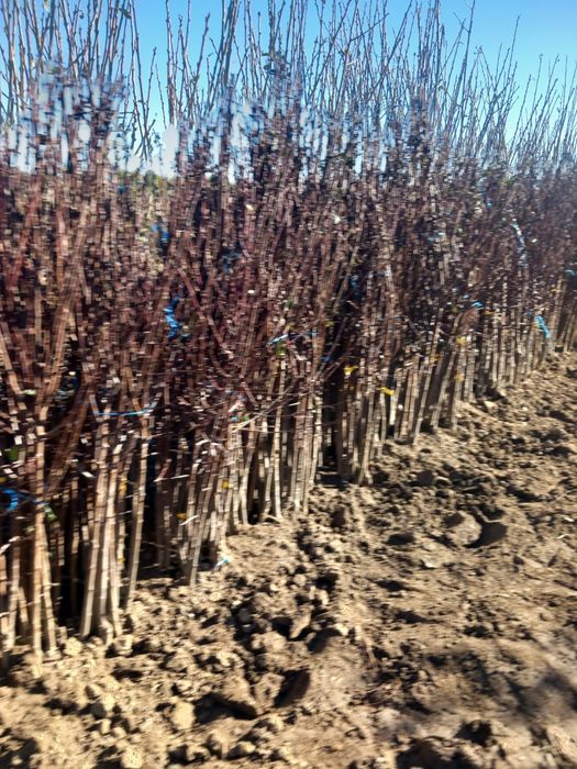 Vând puieți de  pomi fructiferi altoiți anul  3 și nuci altoiți