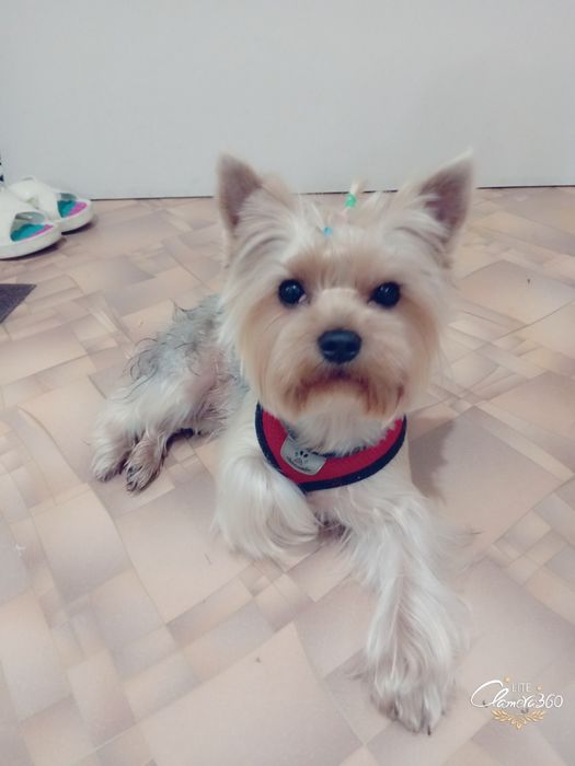 Йоркширский Терьер срочно продаётся