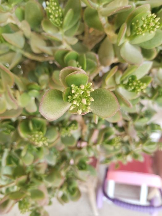 Dollor gullar sotiladi. Доллар продаётся.