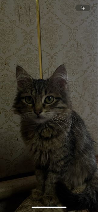 Отдам котят в добрые ручки