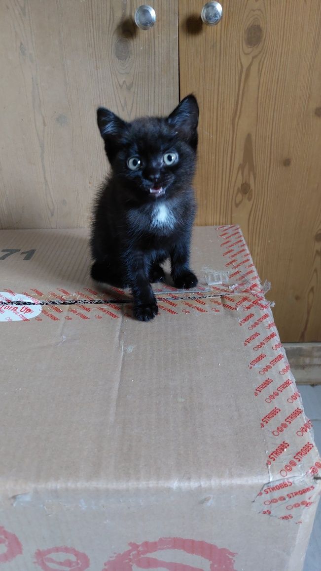 Котята бесплатно