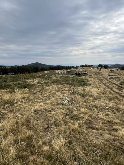 Продавам крави и женски телета сиво искърско