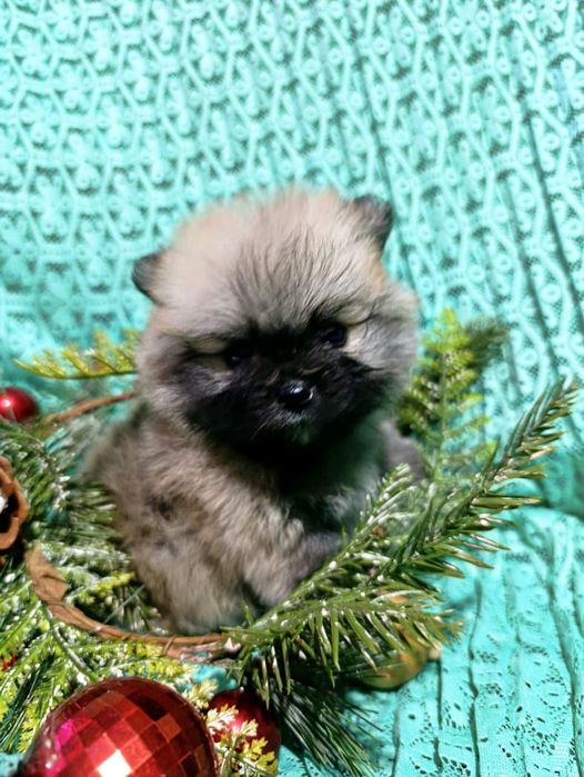 Продаются щенки шпица — успейте до Нового года!