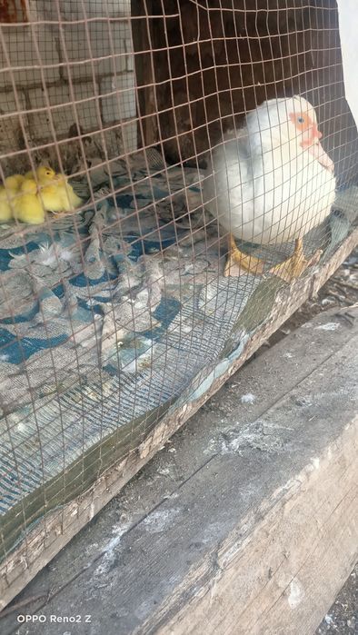 Продам индоутку с утятами