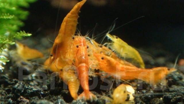 Аквариумные креветки (neocaridina)